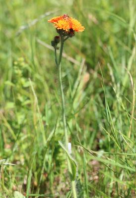 Crépide dorée Crepis aurea (L.) Tausch, 1828