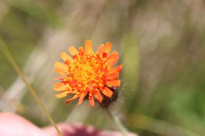 Crépide dorée Crepis aurea (L.) Tausch, 1828