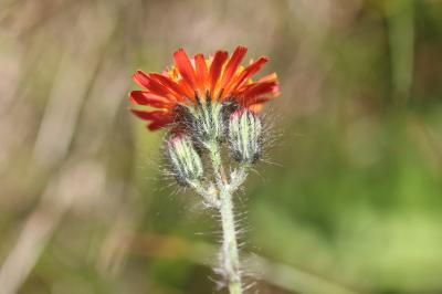 Crépide dorée Crepis aurea (L.) Tausch, 1828