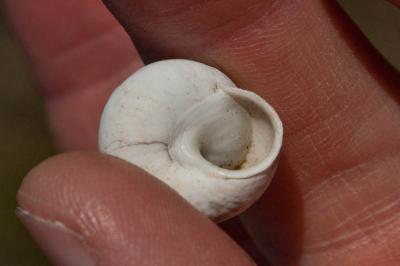Caragouille solide Sphincterochila candidissima (Draparnaud, 1801)