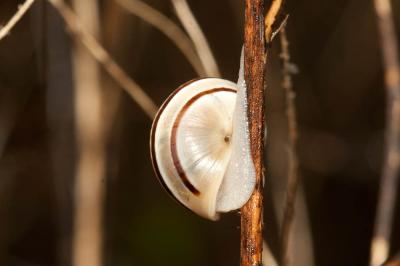 Hélice splendide Pseudotachea splendida (Draparnaud, 1801)
