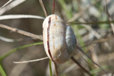 Hélice splendide Pseudotachea splendida (Draparnaud, 1801)