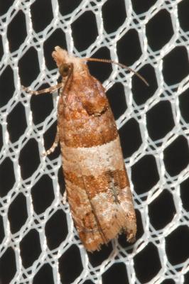  Lobesia indusiana (Zeller, 1847)