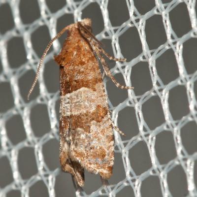 Lobesia indusiana (Zeller, 1847)