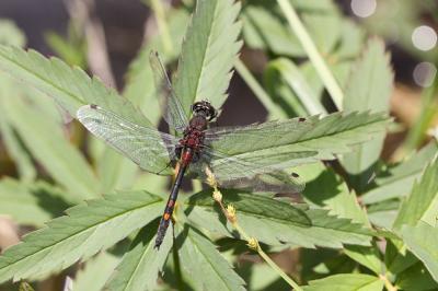 Leucorrhine douteuse (La) Leucorrhinia dubia (Vander Linden, 1825)