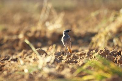 Rougequeue noir Phoenicurus ochruros (S. G. Gmelin, 1774)