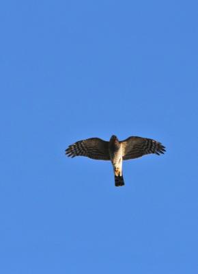 Épervier d'Europe Accipiter nisus (Linnaeus, 1758)