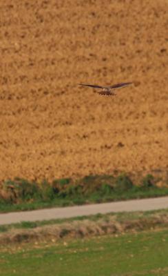 Faucon crécerelle Falco tinnunculus Linnaeus, 1758