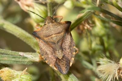  Carpocoris mediterraneus Tamanini, 1959