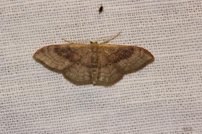 Acidalie dégénérée (L') Idaea degeneraria (Hübner, 1799)