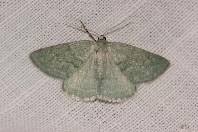 Hémithée du Genêt (L') Pseudoterpna pruinata (Hufnagel, 1767)