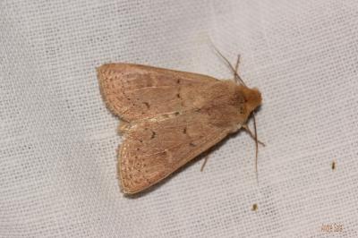 Noctuelle lythargyrée (La) Mythimna ferrago (Fabricius, 1787)