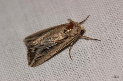 L blanc (Le) Mythimna l-album (Linnaeus, 1767)