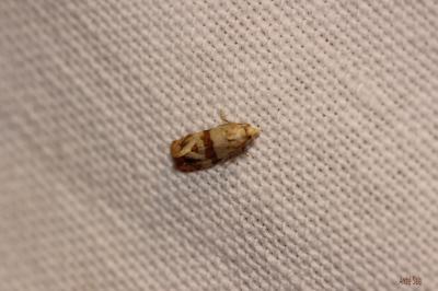  Phalonidia contractana (Zeller, 1847)
