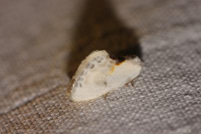Petite Epine (La) Cilix glaucata (Scopoli, 1763)