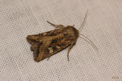 Noctuelle de Duméril (La) Luperina dumerilii (Duponchel, 1826)