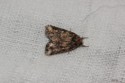 Bryophile andalouse Bryophila vandalusiae (Duponchel, 1842)