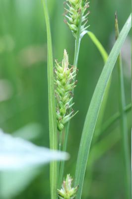Laîche des bois Carex sylvatica Huds., 1762