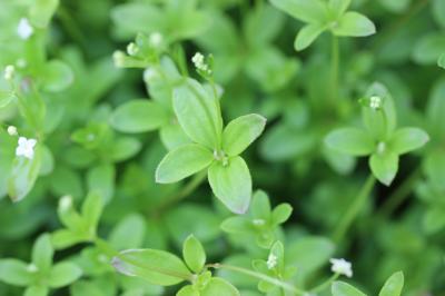 Gaillet à feuilles rondes Galium rotundifolium L., 1753