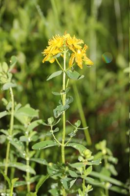 Millepertuis maculé, Millepertuis taché Hypericum maculatum Crantz, 1763