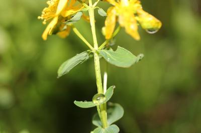 Millepertuis maculé, Millepertuis taché Hypericum maculatum Crantz, 1763