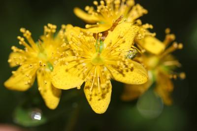 Millepertuis maculé, Millepertuis taché Hypericum maculatum Crantz, 1763
