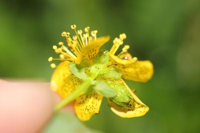 Millepertuis maculé, Millepertuis taché Hypericum maculatum Crantz, 1763