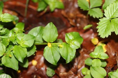 Lysimaque des bois, Mouron jaune Lysimachia nemorum L., 1753