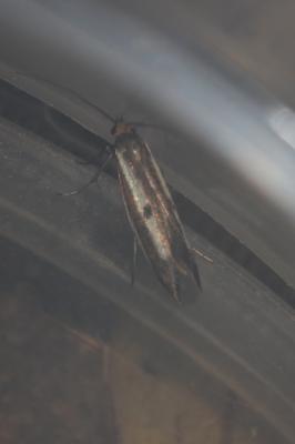  Parahyponomeuta egregiella (Duponchel, 1840)