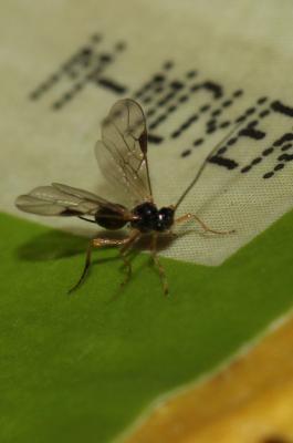  Diospilus Haliday, 1833