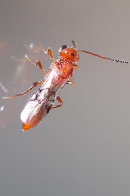  Aridelus rufotestaceus