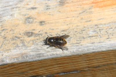  Hybomitra auripila (Meigen, 1820)