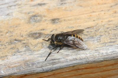  Hybomitra auripila (Meigen, 1820)