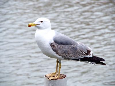 Goéland leucophée Larus michahellis Naumann, 1840