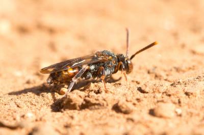  Nomada distinguenda Morawitz, 1874