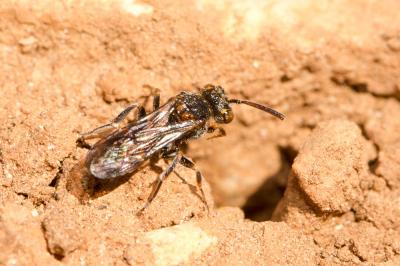  Nomada distinguenda Morawitz, 1874