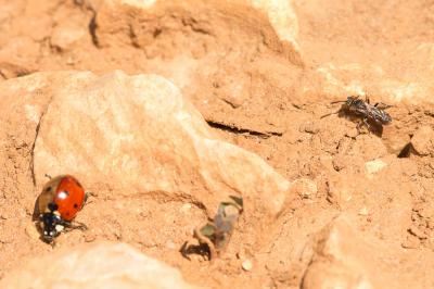  Nomada distinguenda Morawitz, 1874