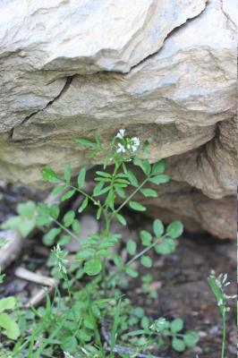 Cardamine flexueuse, Cardamine des bois Cardamine flexuosa With., 1796