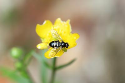  Pipiza quadrimaculata (Panzer, 1804)