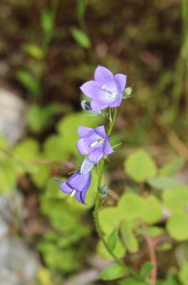 Campanule rhomboidale, Campanule à feuilles en los Campanula rhomboidalis L., 1753