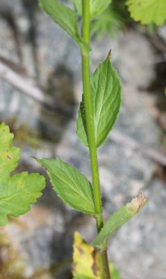 Campanule rhomboidale, Campanule à feuilles en los Campanula rhomboidalis L., 1753