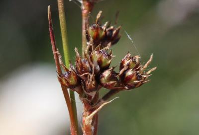 Luzule multiflore, Luzule à nombreuses fleurs Luzula multiflora (Ehrh.) Lej., 1811