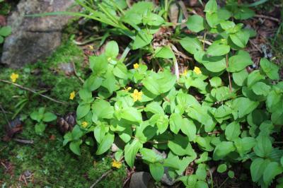 Lysimaque des bois, Mouron jaune Lysimachia nemorum L., 1753