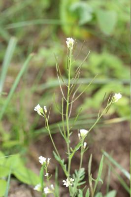 Cardamine flexueuse, Cardamine des bois Cardamine flexuosa With., 1796