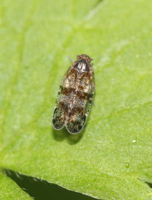  Cixiidae Spinola, 1839