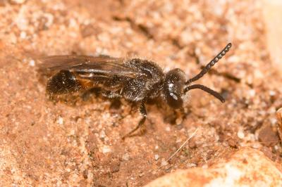  Sphecodes Latreille, 1804