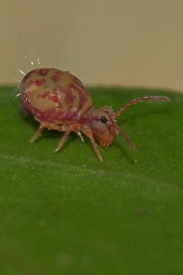  Dicyrtomina ornata (Nicolet, 1842)