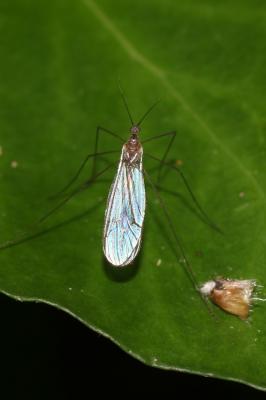  Trichocera Meigen, 1803
