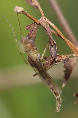 Chironomidés, Ver de vase (larve) Chironomidae Newman, 1834