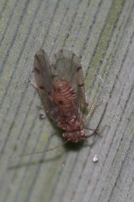  Ectopsocus McLachlan, 1899